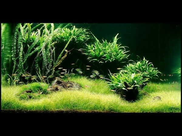 aquarium plants